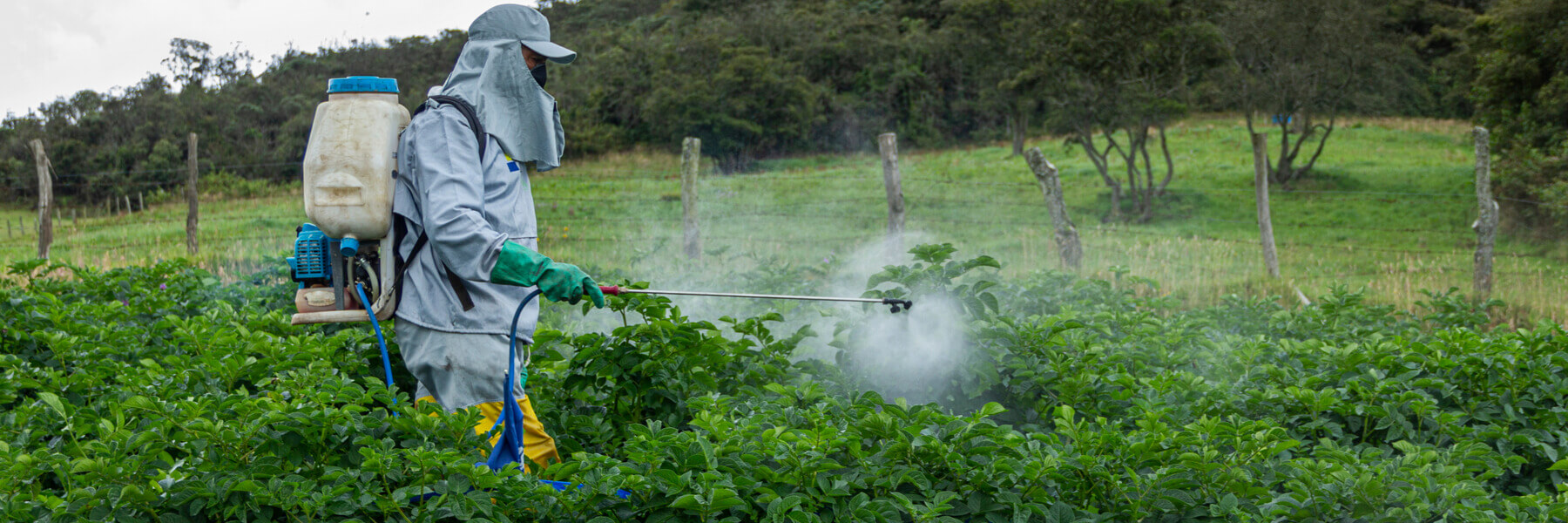 Farmer applying insecticide products on potato crop
