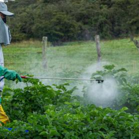 Farmer applying insecticide products on potato crop