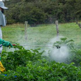 Farmer applying insecticide products on potato crop